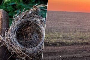 nidos de pájaro y kilómetros de basura