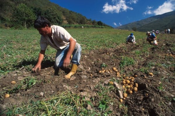 regalan hortalizas por no poder comercializarlas