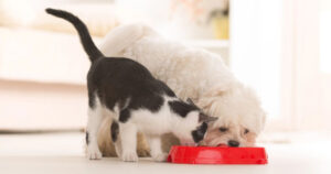 ¿Carbohidratos en la dieta de perros y gatos? Esto es lo que debes saber