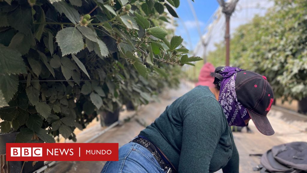 "¿Es usted de la Migra?": el temor de los migrantes que se esconden de las redadas en Oxnard, la "capital mundial de la fresa" en California