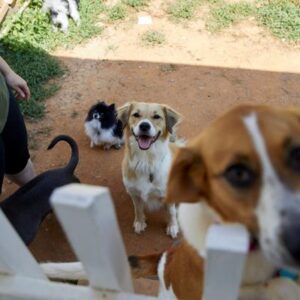 ¿Los perros pueden sobrevivir sin los humanos? La respuesta puede ser sorprendente, según los expertos