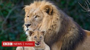 ¿Qué es “ser un buen padre”, biológicamente hablando?
