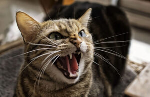 ¿Qué intenta decir tu gato? Esta herramienta de IA descifra sus maullidos