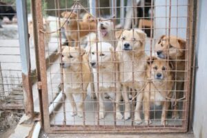 570 mil perros podrían ser sacrificados en Corea del Sur