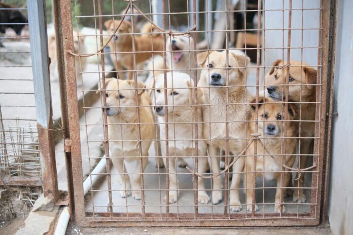 570 mil perros podrían ser sacrificados en Corea del Sur
