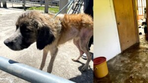 Aberrante caso de maltrato animal fue descubierto en San Vicente Ferrer