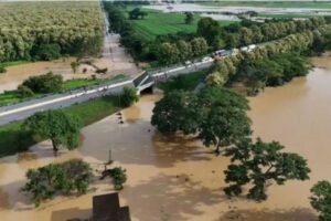 Alerta agrícola en Portuguesa: 80% de la siembra está comprometida por las lluvias