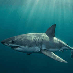 Alerta en los océanos por la misteriosa desaparición del tiburón blanco de su hábitat ideal