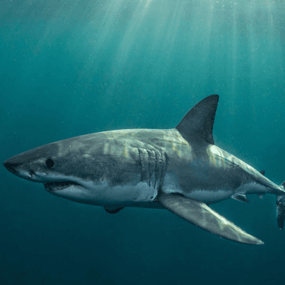 Alerta en los océanos por la misteriosa desaparición del tiburón blanco de su hábitat ideal