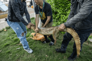 Ambientalistas rescatan a un cocodrilo con manchas de petróleo en Maracaibo – Diario La Nación