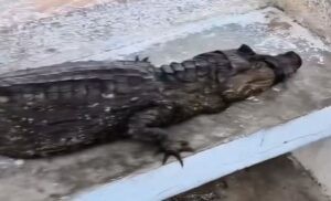 Ambientalistas rescataron a un cocodrilo herido y con manchas de petróleo en Zulia (VIDEO)