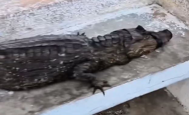 Ambientalistas rescataron a un cocodrilo herido y con manchas de petróleo en Zulia (VIDEO)