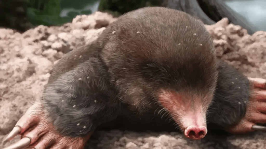 Arqueólogos descubren fósil de una especie de topo desconocida por la ciencia de hace más de 3,5 millones de años: conserva varias extremidades