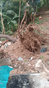 Aún no retiran árbol caído en Santa Ana