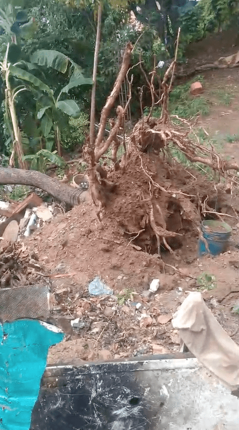 Aún no retiran árbol caído en Santa Ana