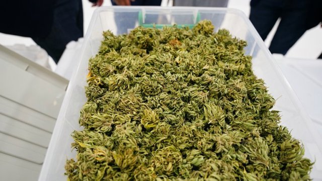 Autoridades de Panamá decomisan 42 kilos de marihuana y arrestan a cuatro personas - AlbertoNews