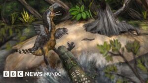 «Ave del terror»: qué dicen los últimos hallazgos en Colombia sobre el enorme reptil que atemorizó a Sudamérica hace 13 millones de años