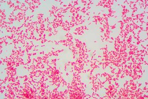 Bacteria diseñada abre puertas a terapias microbianas revolucionarias