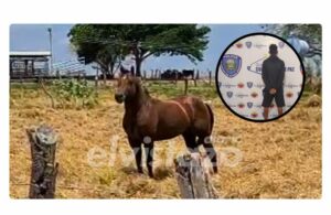 Caballo muere de forma cruel en Anzoátegui y los propietarios exigen justicia