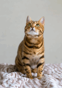 Calicivirosis felina: qué es y cómo afecta a tu gato