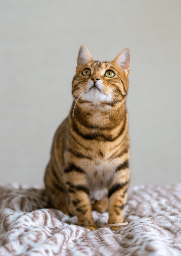Calicivirosis felina: qué es y cómo afecta a tu gato