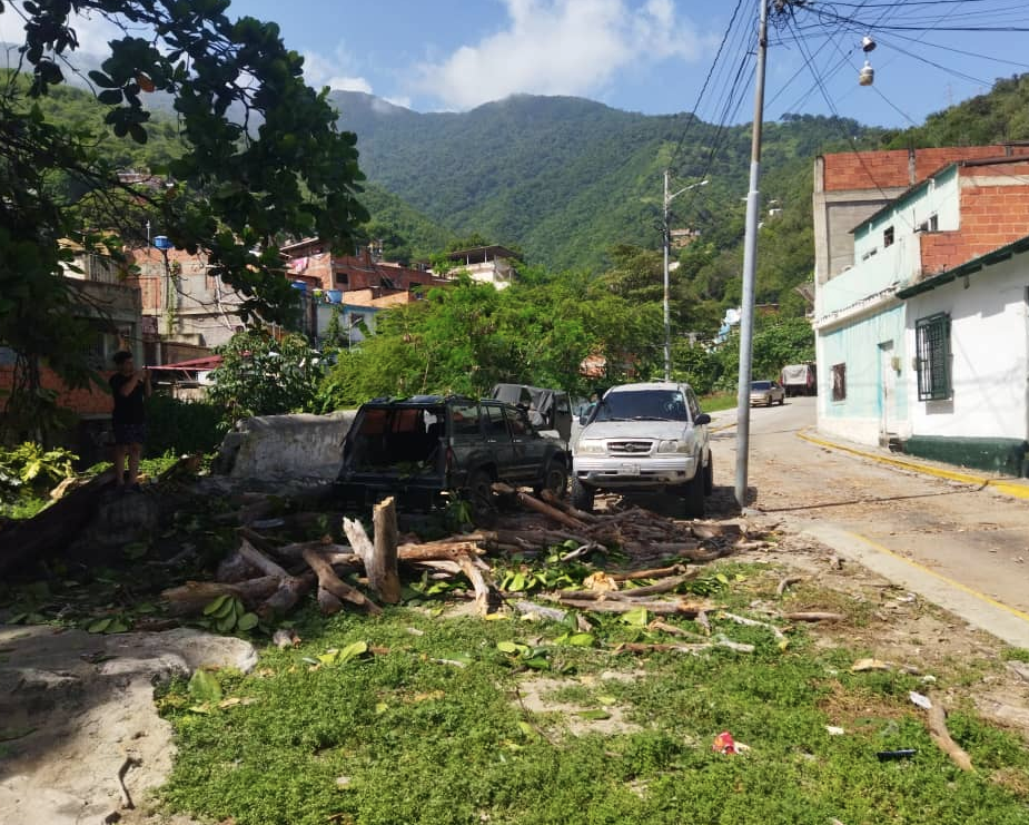 Cayó un árbol y destrozó 4 carros en Caja de Agua