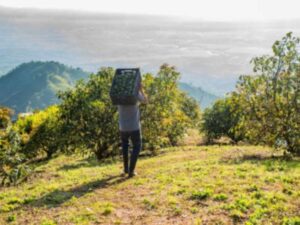 Colombia aumentará su producción de aguacate y etanol a 2034, según Ocde y Fao | Agro | Economía