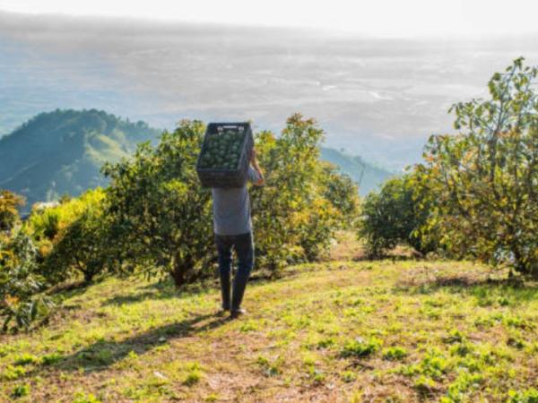 Colombia aumentará su producción de aguacate y etanol a 2034, según Ocde y Fao | Agro | Economía