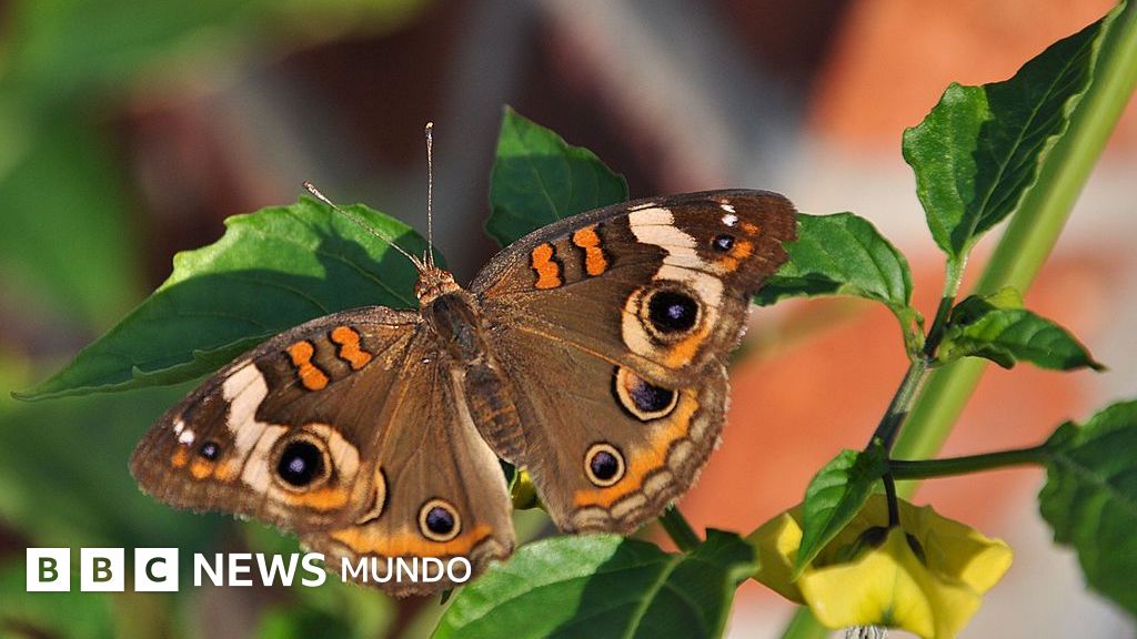 Cómo los insectos reaccionan a los "gritos imperceptibles" de las plantas