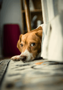 Consejos para cuidar el corazón de tu mascota tras una separación