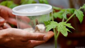Cuando las plantas «hablan», los insectos escuchan – DW – 15/07/2025