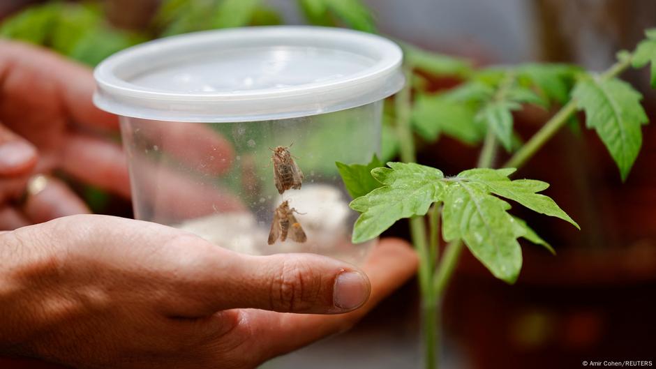 Cuando las plantas "hablan", los insectos escuchan – DW – 15/07/2025