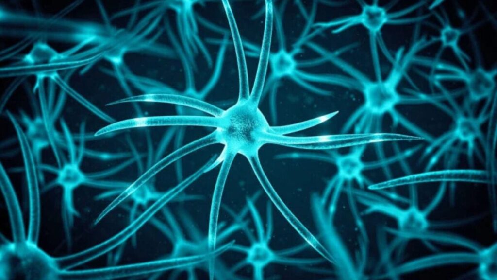 Derriban el mito de que las neuronas dejan de crecer después de la infancia