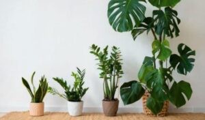Descubre la planta «milagrosa» que podría combatir las sustancias cancerígenas, según la Nasa