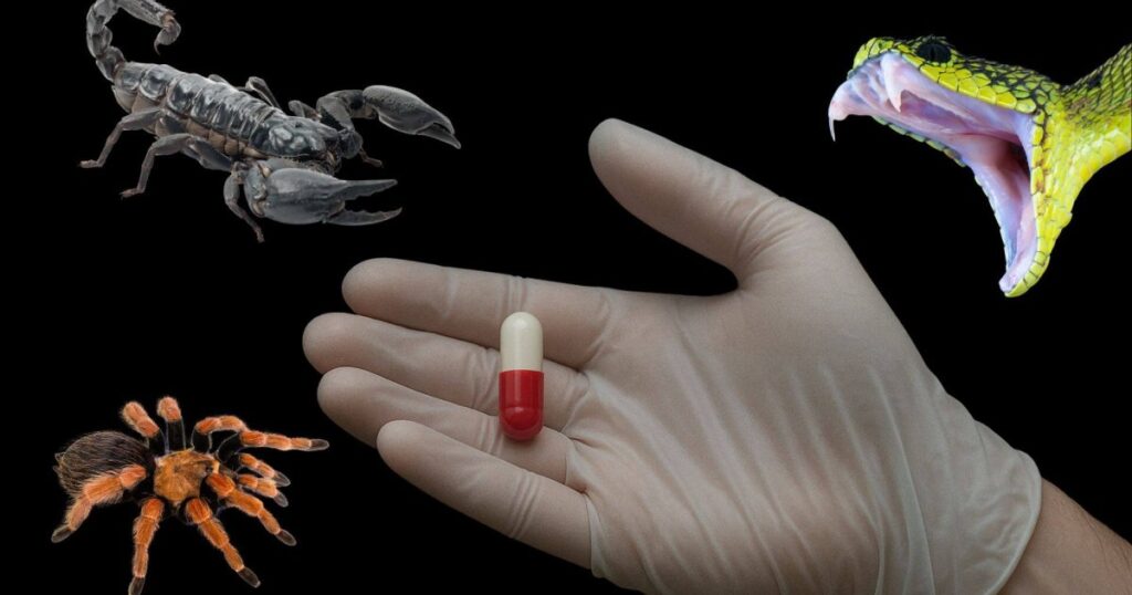 Descubren cientos de posibles antibióticos en venenos de serpiente y araña gracias a la IA
