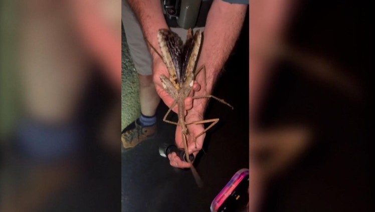 Descubren el insecto más pesado de Australia, con 44 gramos, como una pelota de golf