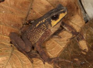 Descubren nuevo tipo de sapo en Ecuador y lo bautizan en honor a británico Steve Backshall