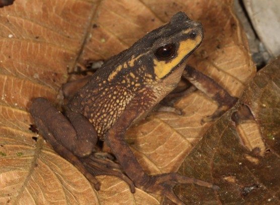 Descubren nuevo tipo de sapo en Ecuador y lo bautizan en honor a británico Steve Backshall