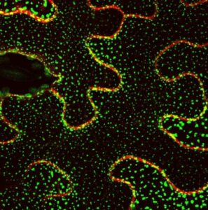 Descubren un mecanismo molecular que permite a las plantas sobrevivir al estrés ambiental