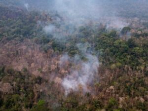 Detienen a 15 personas en varias partes del país por delitos ambientales en la Amazonía | Regiones | Economía