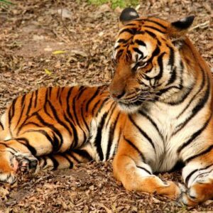 Día Internacional del Tigre: ¿Qué tigres se han extinguido en la naturaleza y por qué?