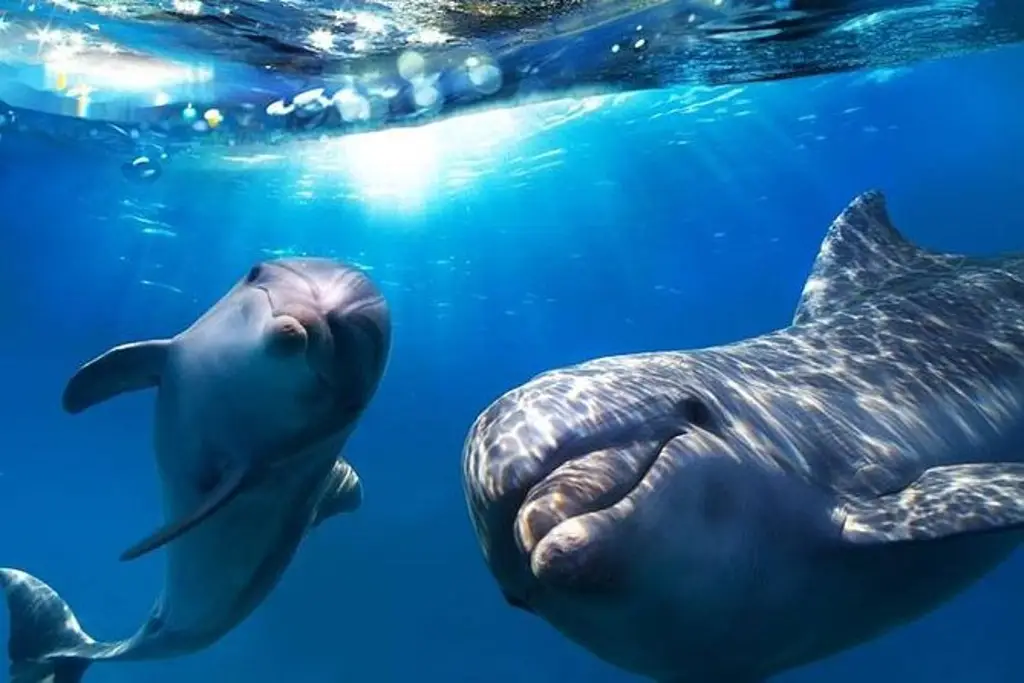 Día Mundial de las Ballenas y los Delfines fomenta su conservación