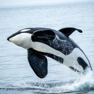 Día Mundial de las Ballenas y los Delfines: ¿Las orcas son ballenas?