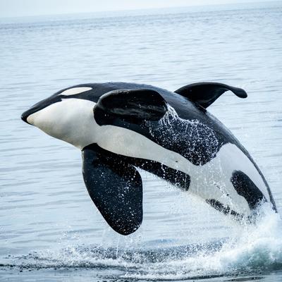 Día Mundial de las Ballenas y los Delfines: ¿Las orcas son ballenas?
