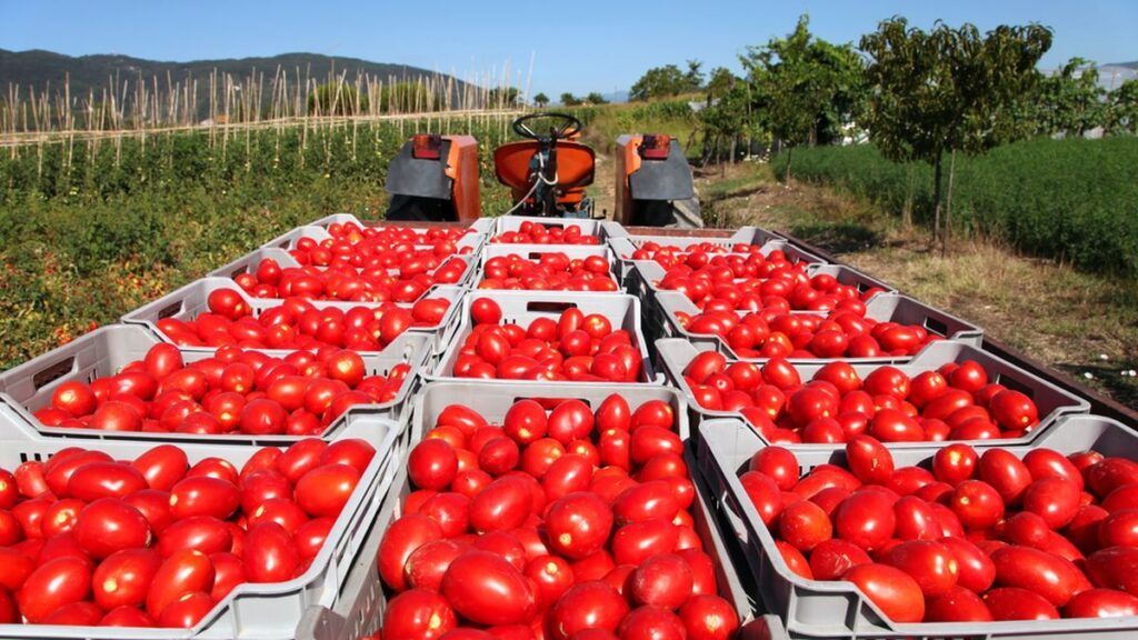 EEUU impone aranceles del 17% a la mayoría de los tomates de México