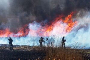 El humo de los incendios forestales altera el sistema inmunológico, según un estudio - AlbertoNews