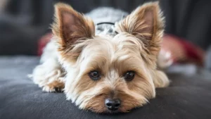 El perro perfecto para todas las edades y familias es este: te robará el corazón