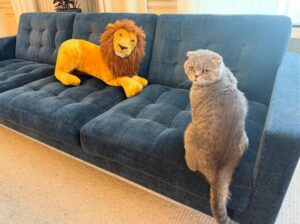 En FOTOS: así es el enternecedor gato Scottish Fold que conquistó al primer ministro belga