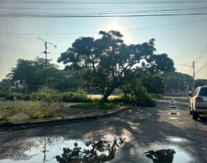 En Fundación Mendoza piden retiro de árbol caído
