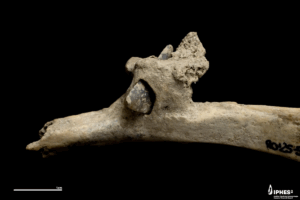 Encuentran una flecha en una costilla humana de hace más de 4.000 años en los Pirineos